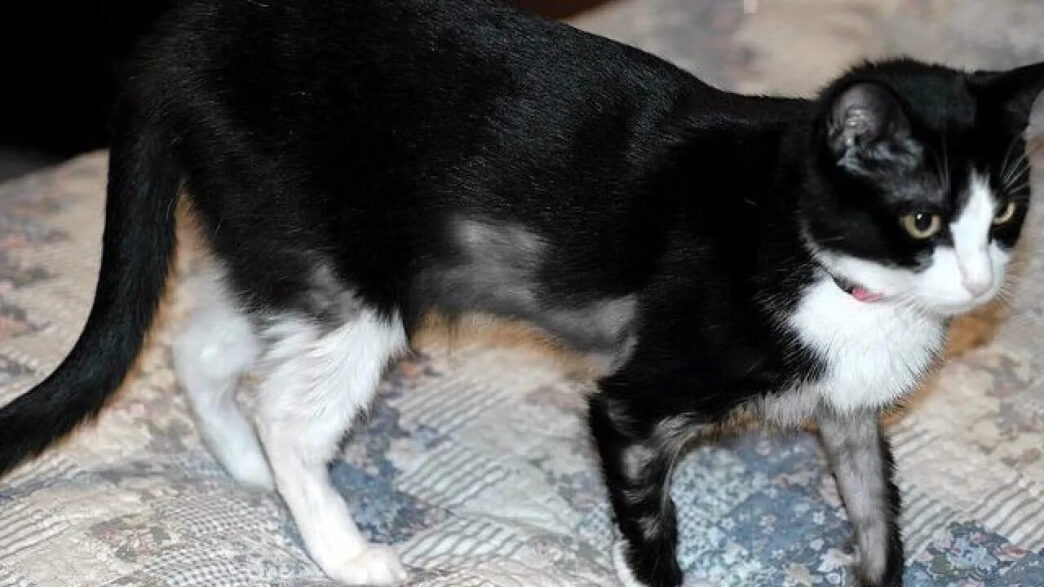 Cats Coat Healthy