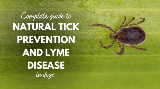 Complete Guide to Natural Tick Prevention and Lyme Disease in Dogs 6371be08 a8e7 4a40 82bb 698159a97