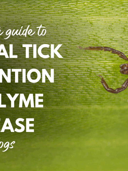 Complete Guide to Natural Tick Prevention and Lyme Disease in Dogs 6371be08 a8e7 4a40 82bb 698159a97