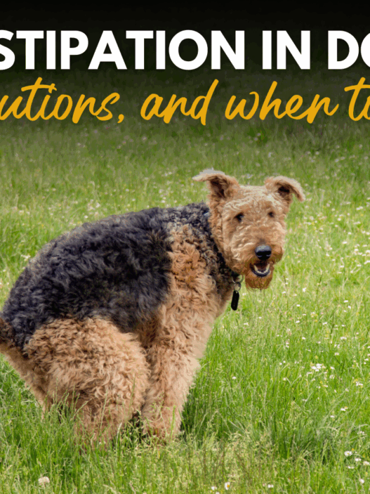 Constipation in Dogs Causes Solutions and When to Seek Help