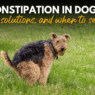 Constipation in Dogs Causes Solutions and When to Seek Help