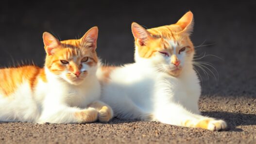 CuteCatsLayingInTheSun
