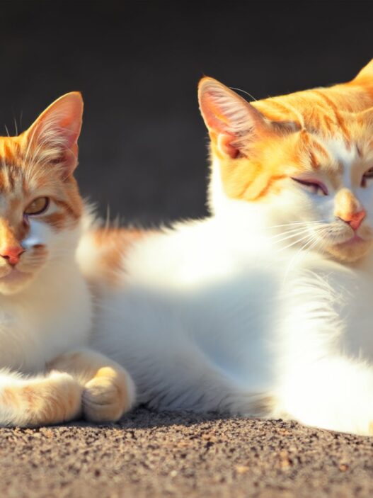 CuteCatsLayingInTheSun