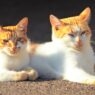 CuteCatsLayingInTheSun