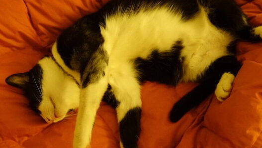 DSC03503 e1746860872821