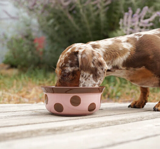 Dachshund Drinking Cough Featured