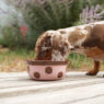 Dachshund Drinking Cough Featured