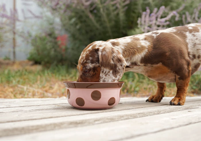 Dachshund Drinking Cough Featured