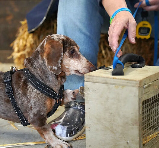 Dachshund Enrichment Ideas Featured