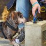 Dachshund Enrichment Ideas Featured