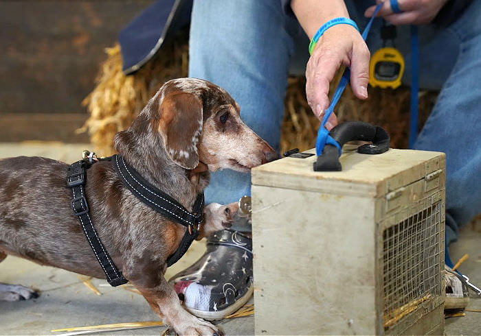 Dachshund Enrichment Ideas Featured