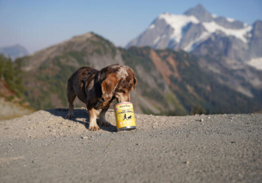 Dachshund Food Cost Featured