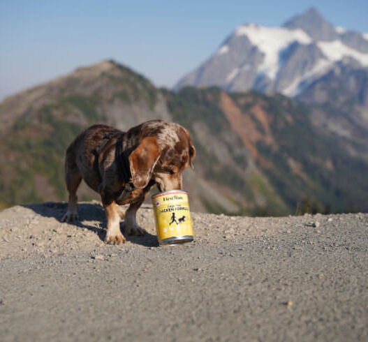 Dachshund Food Cost Featured