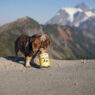 Dachshund Food Cost Featured