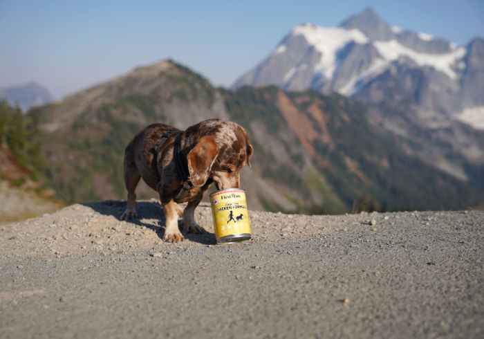 Dachshund Food Cost Featured