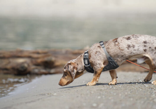 Dachshund Hound or Terrier Featured