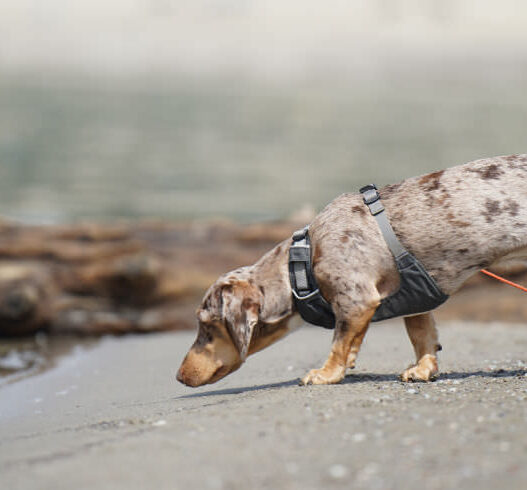 Dachshund Hound or Terrier Featured