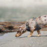 Dachshund Hound or Terrier Featured