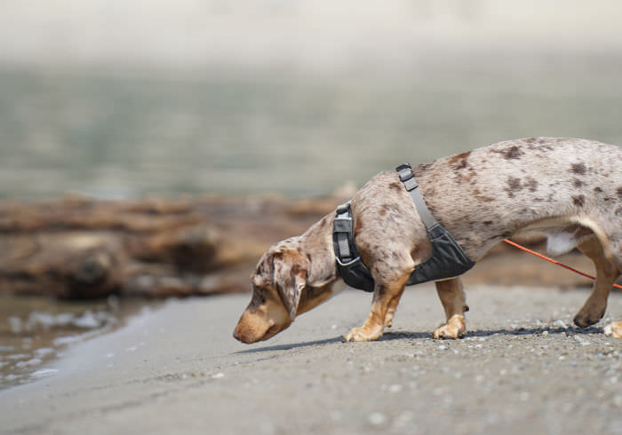 Dachshund Hound or Terrier Featured