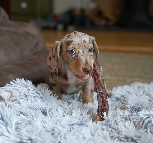 Dachshund Natural Chews Featured