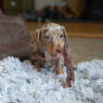 Dachshund Natural Chews Featured