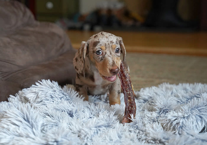 Dachshund Natural Chews Featured