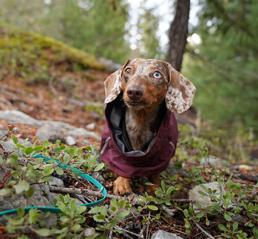 Dachshund Raincoats Featured