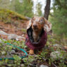 Dachshund Raincoats Featured