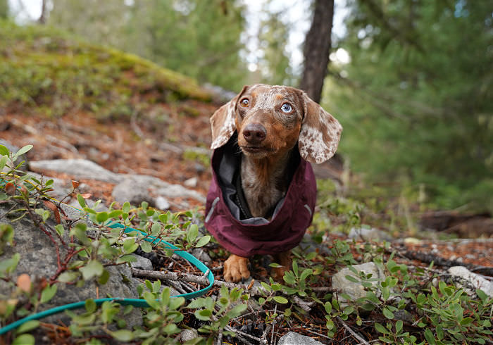 Dachshund Raincoats Featured