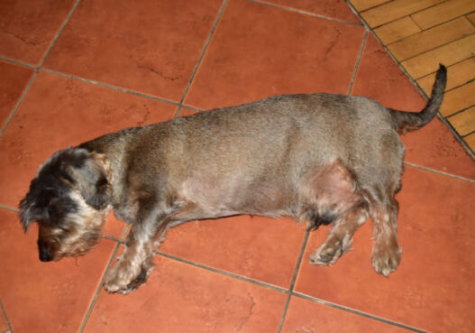 Dachshund Seizures What to Do Featured