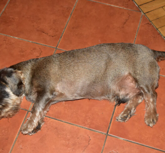 Dachshund Seizures What to Do Featured