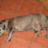 Dachshund Seizures What to Do Featured