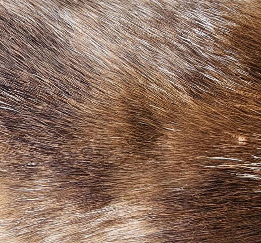 Dachshund Skin Condition Featured