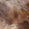 Dachshund Skin Condition Featured