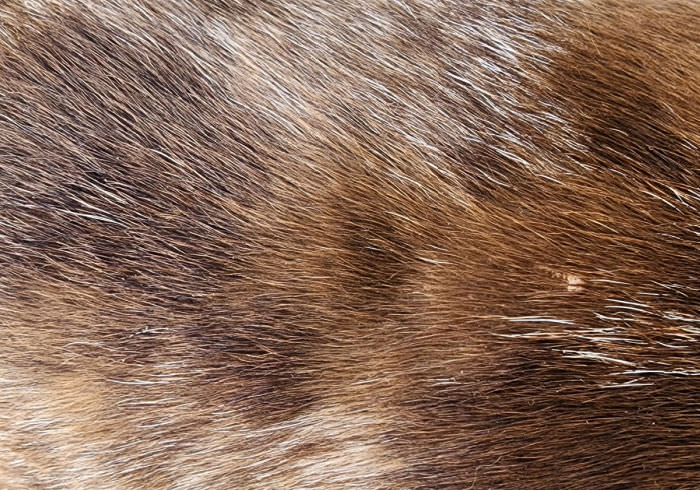 Dachshund Skin Condition Featured