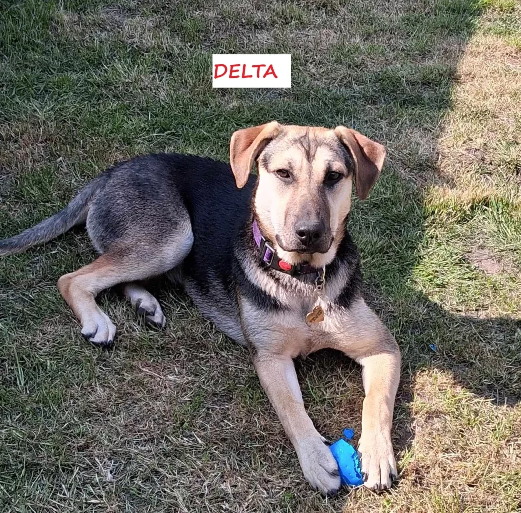 Delta 2 with name.webp
