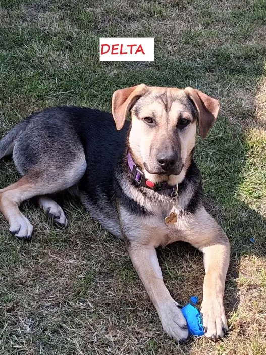 Delta 2 with name.webp