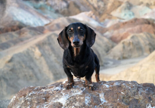 Dementia Dachshund Signs Featured