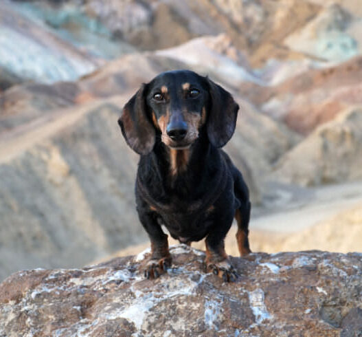 Dementia Dachshund Signs Featured