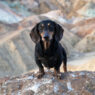 Dementia Dachshund Signs Featured