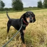Dixie n2.webp