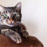 Do Cats Like Being Brushed 575579