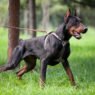 Doberman Pinschers1 5be3876c 0179 4356 b2cc bf38f5166c2a