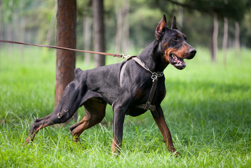 Doberman Pinschers1 5be3876c 0179 4356 b2cc bf38f5166c2a