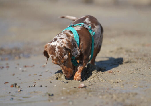 Dog Enrichment Hype Featured