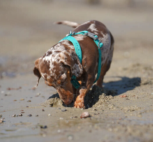 Dog Enrichment Hype Featured
