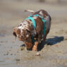 Dog Enrichment Hype Featured