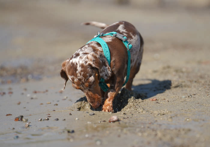 Dog Enrichment Hype Featured