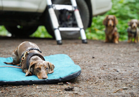 Dog Ready To Camp Featured
