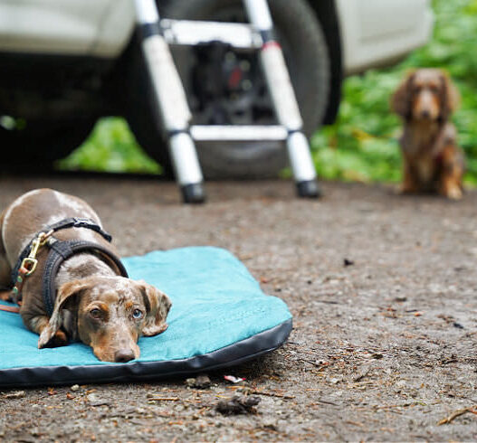 Dog Ready To Camp Featured